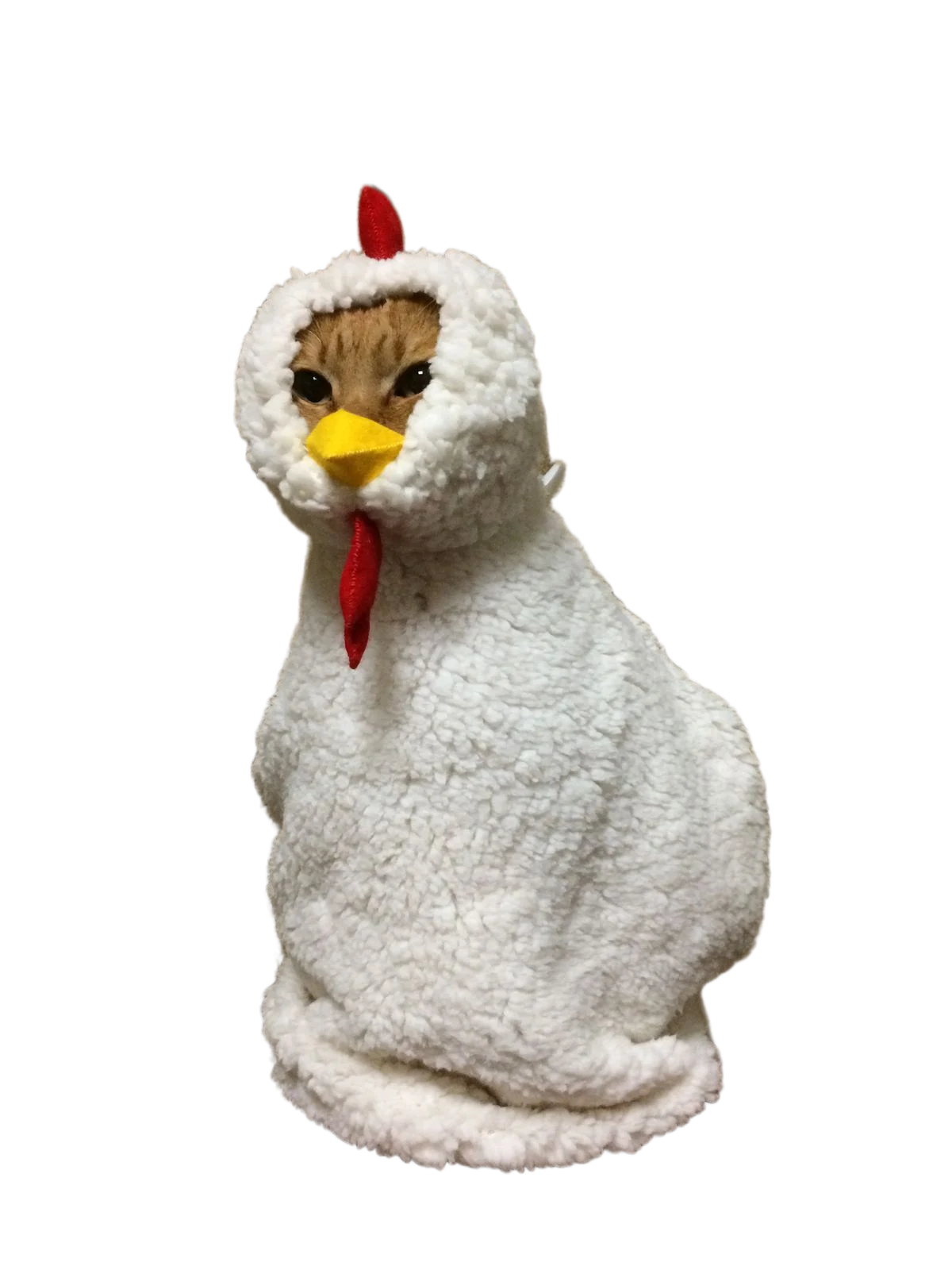 Undercover Cat in a chicken suit